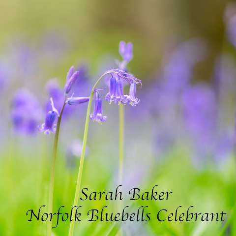 Norfolk Bluebells Celebrant photo